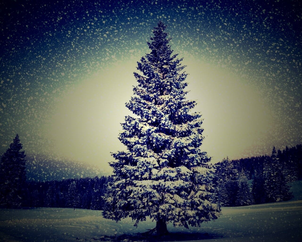 Ель в снегопад обои