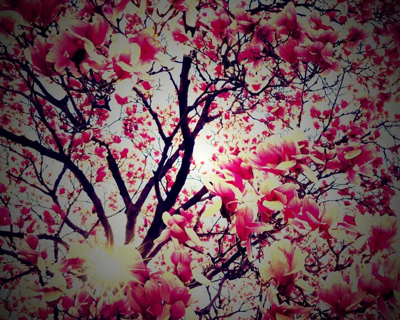 Магнолия обои