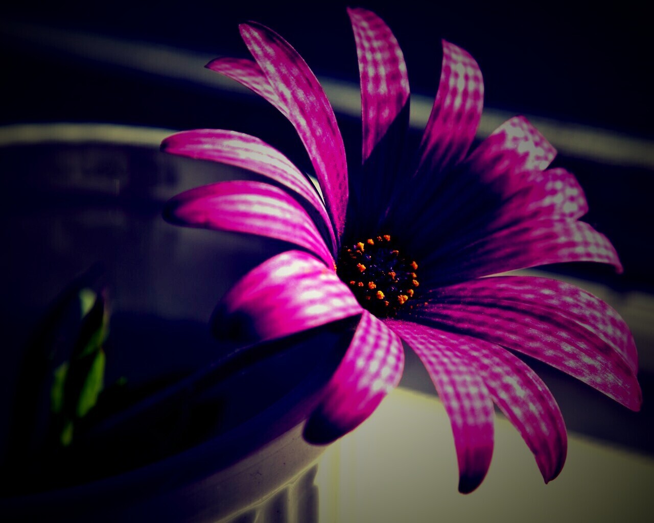 Сиреневый цветок в стакане обои