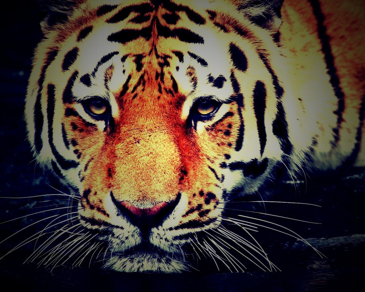 Купание тигра обои