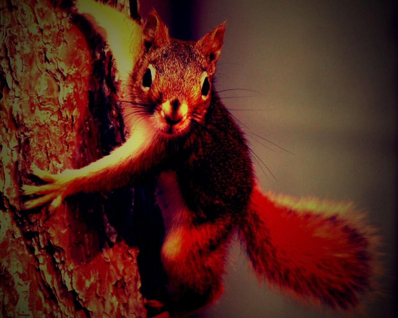 Белка на дереве обои