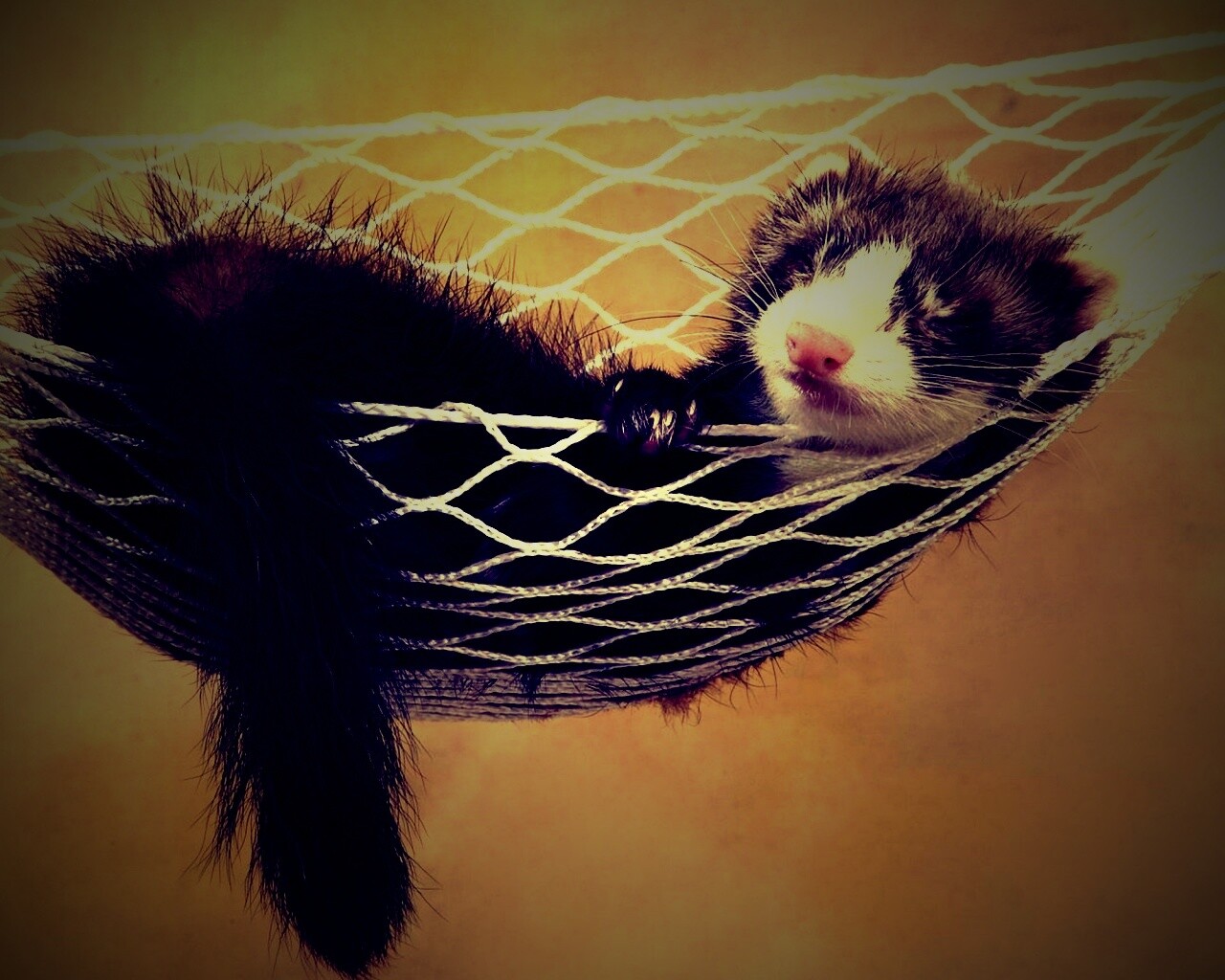 Хорек в гамаке обои