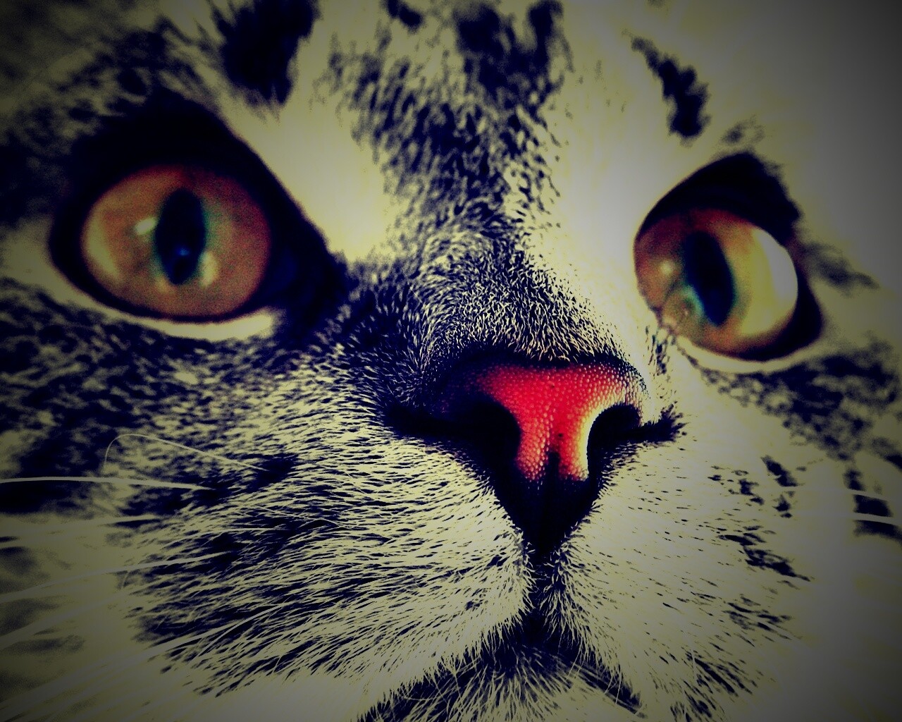 Кошачья мордочка обои