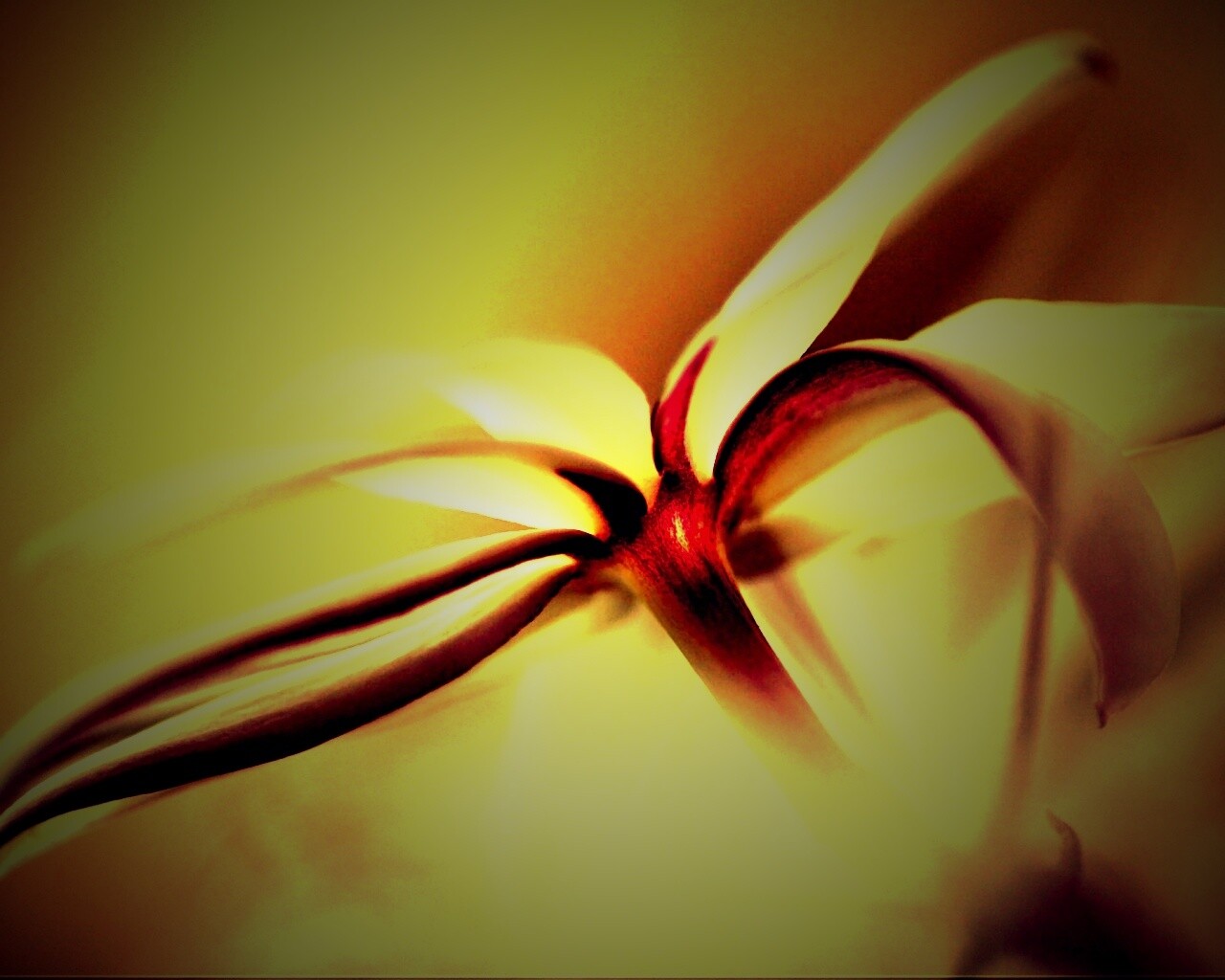 Цветок обои