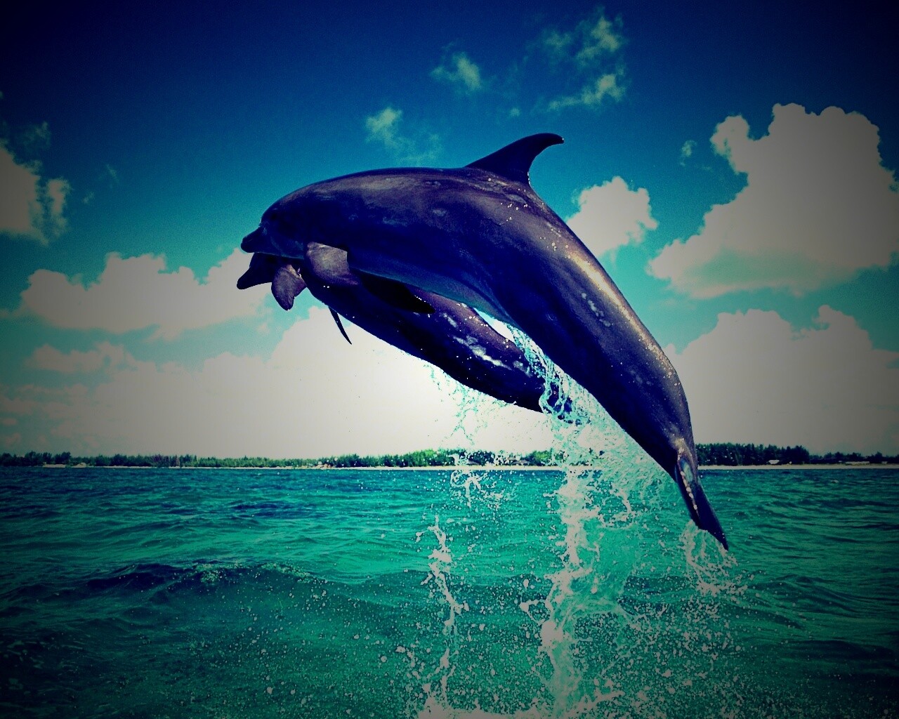 Дельфины обои
