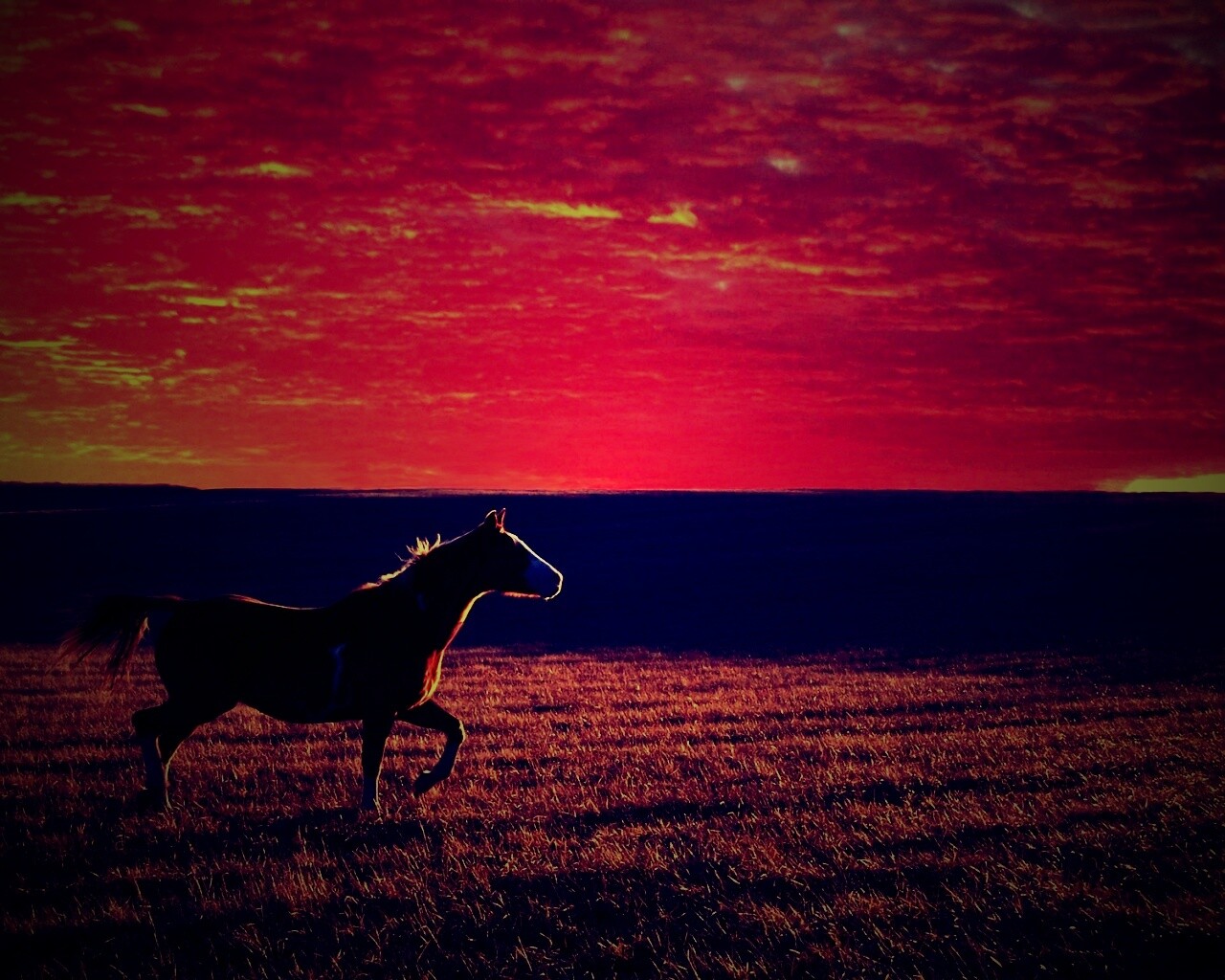 Мустанг обои