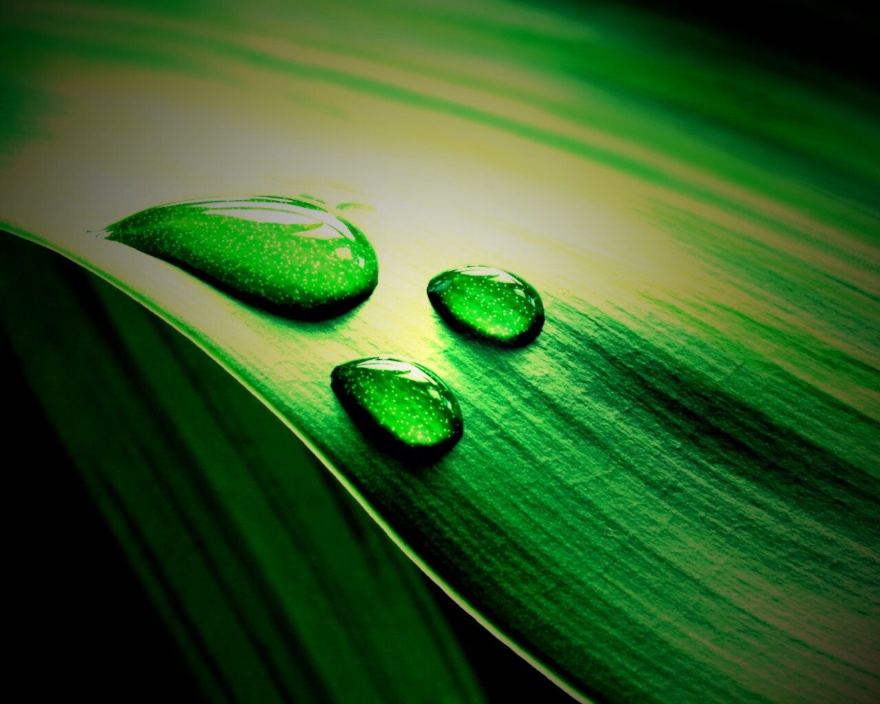 Капли на зеленом листе обои