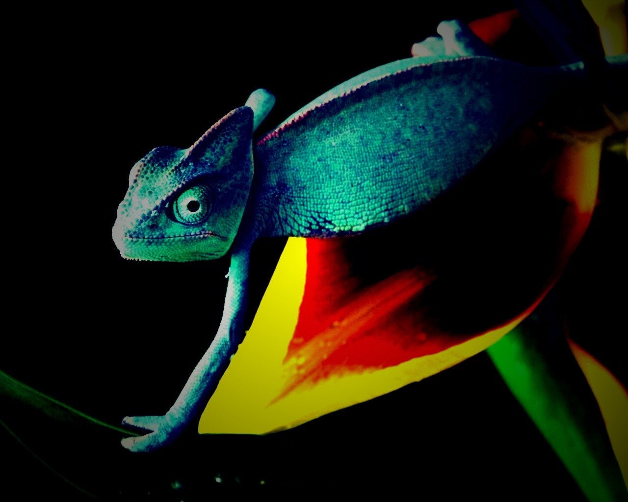 Хамелеон обои