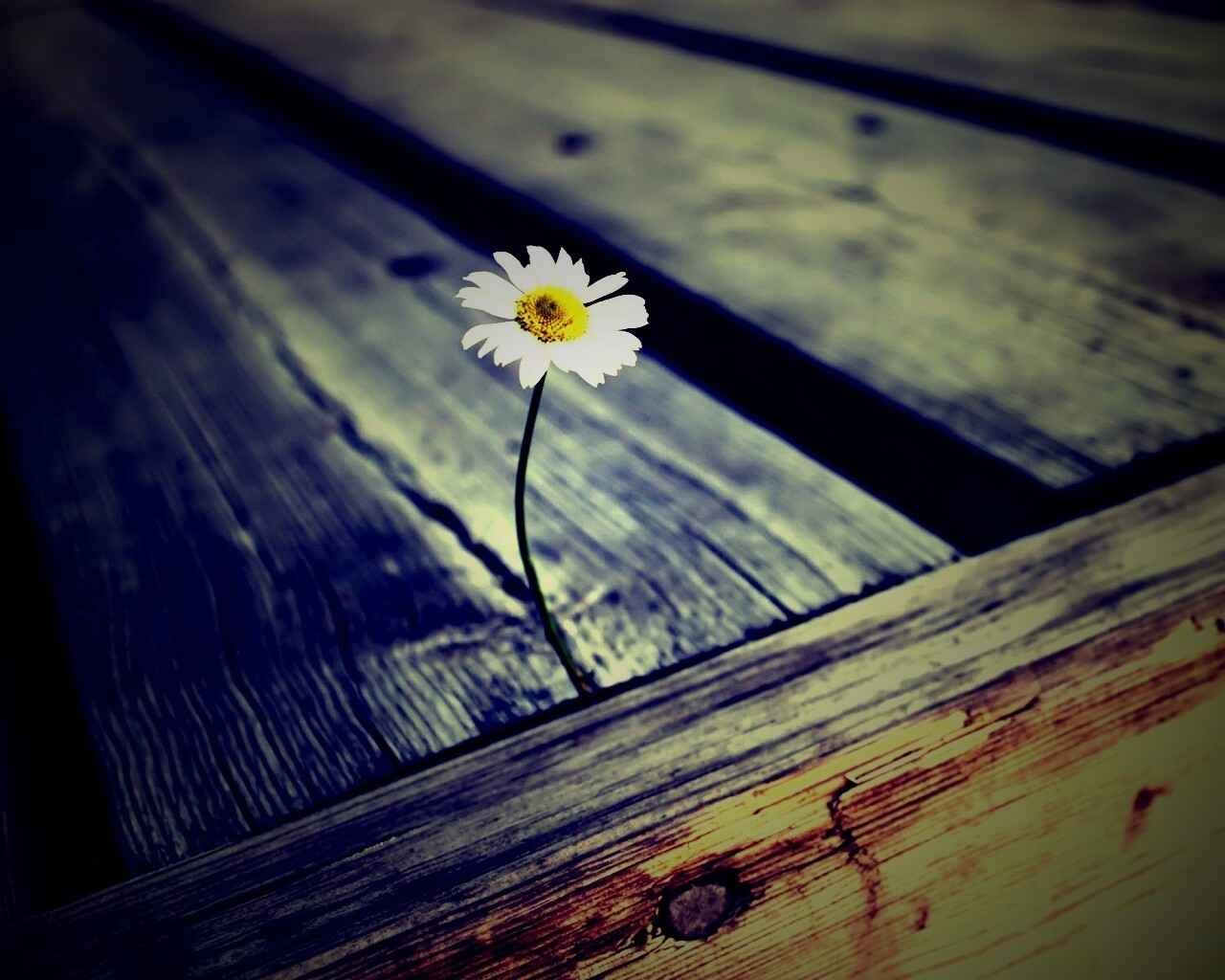 Жизнь среди смерти обои