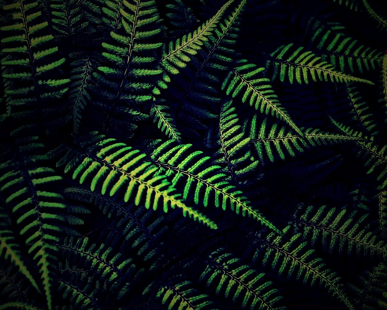 Папоротник обои