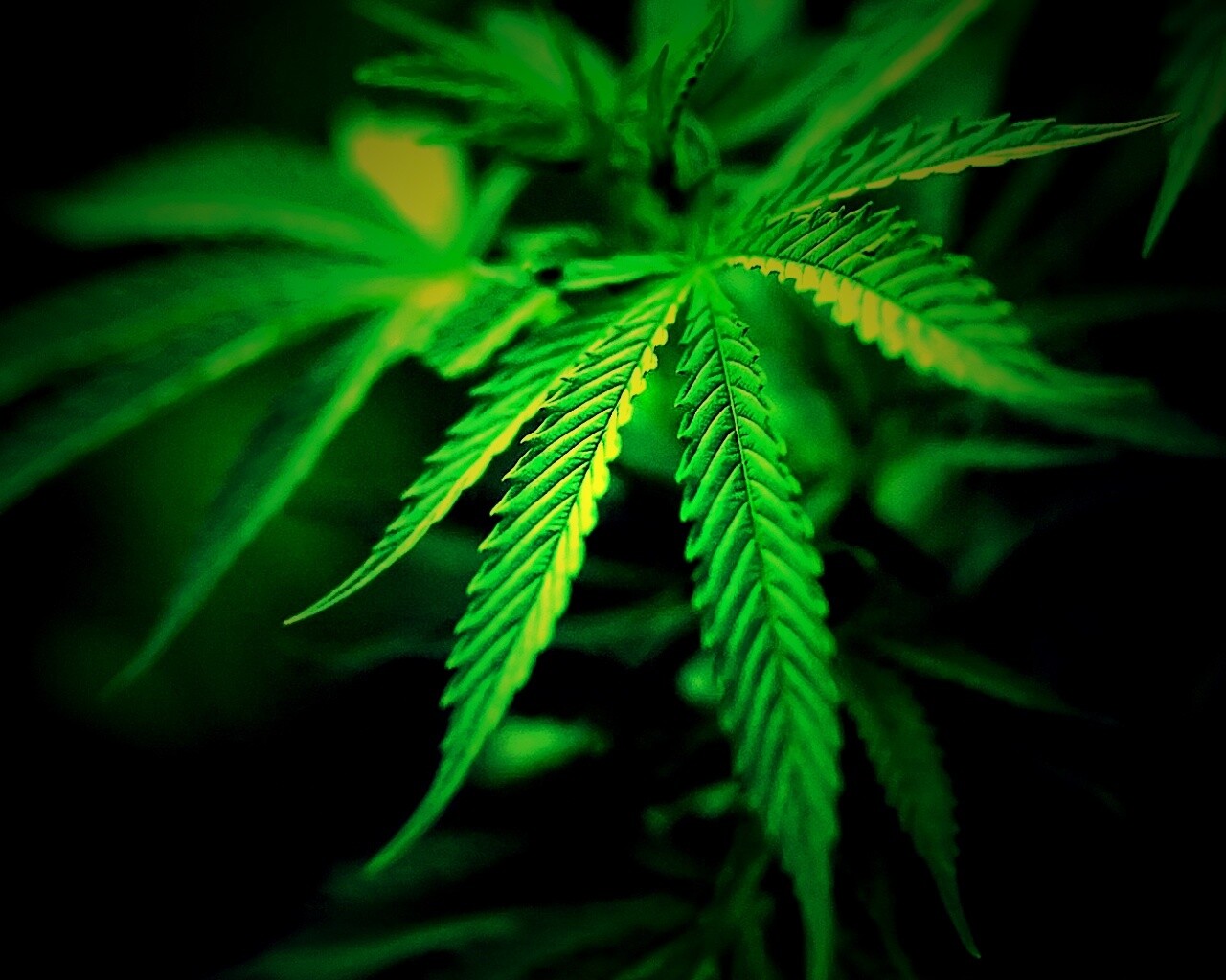Марихуана обои