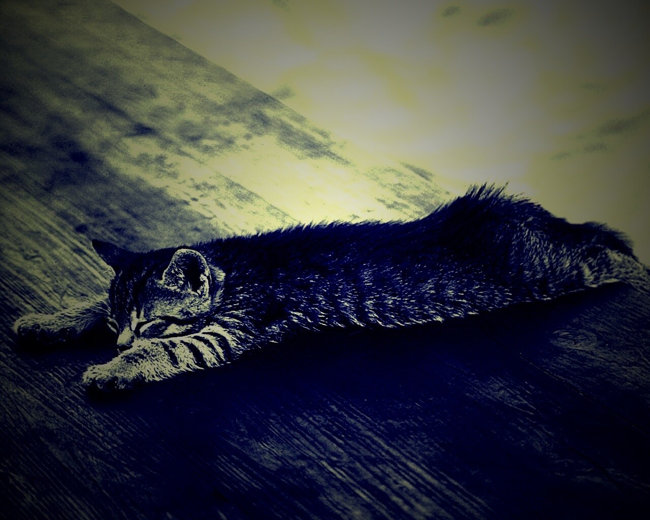 Растянувшийся кошара обои