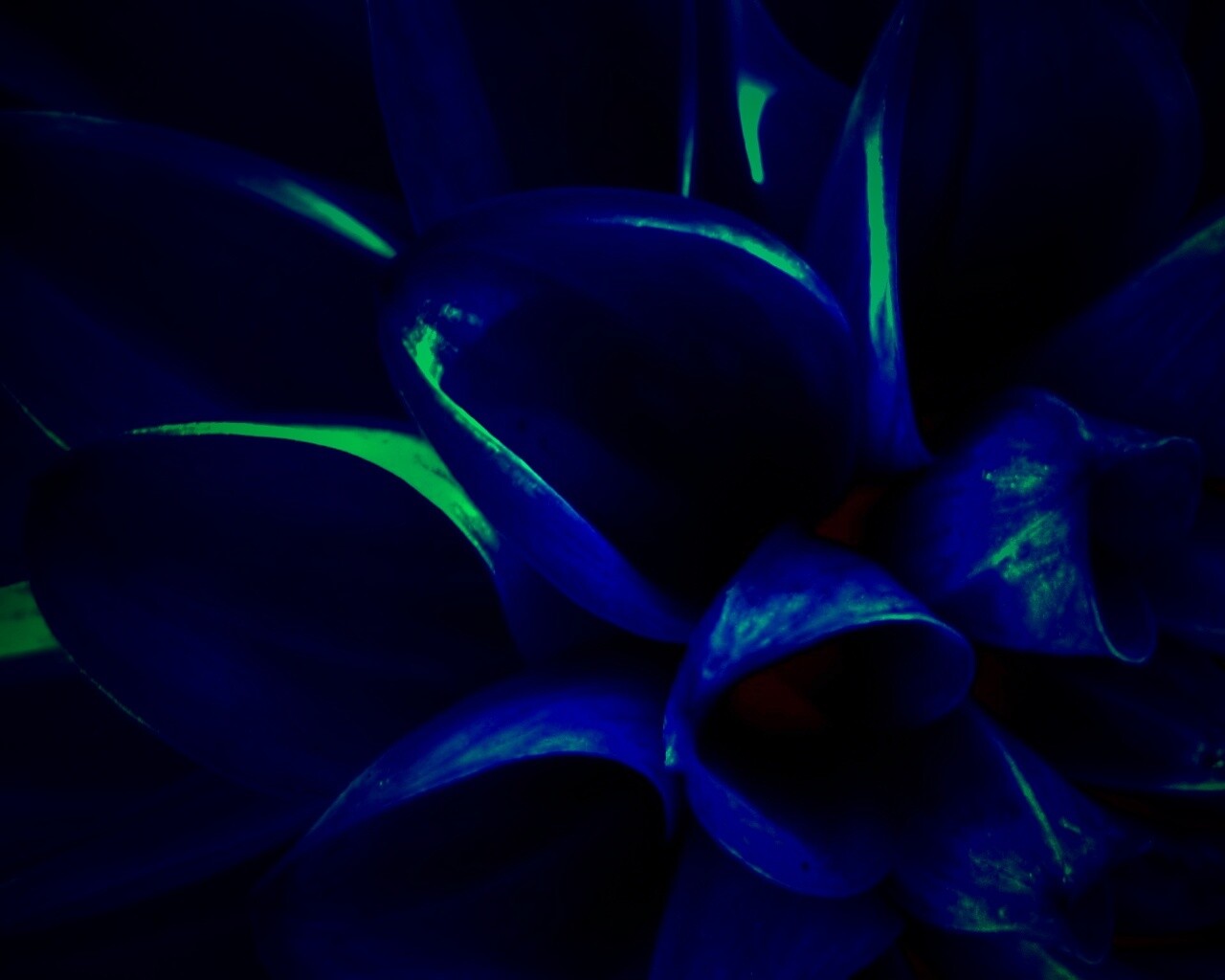 Лепестки обои