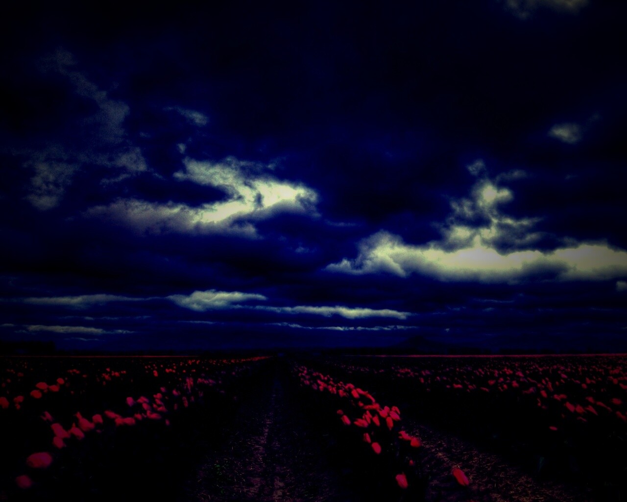 Цветочное поле под грозовым небом обои