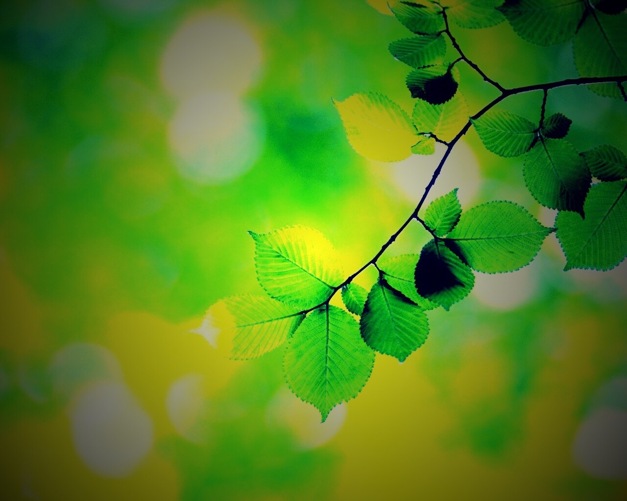 Зеленая ветка с листьями обои