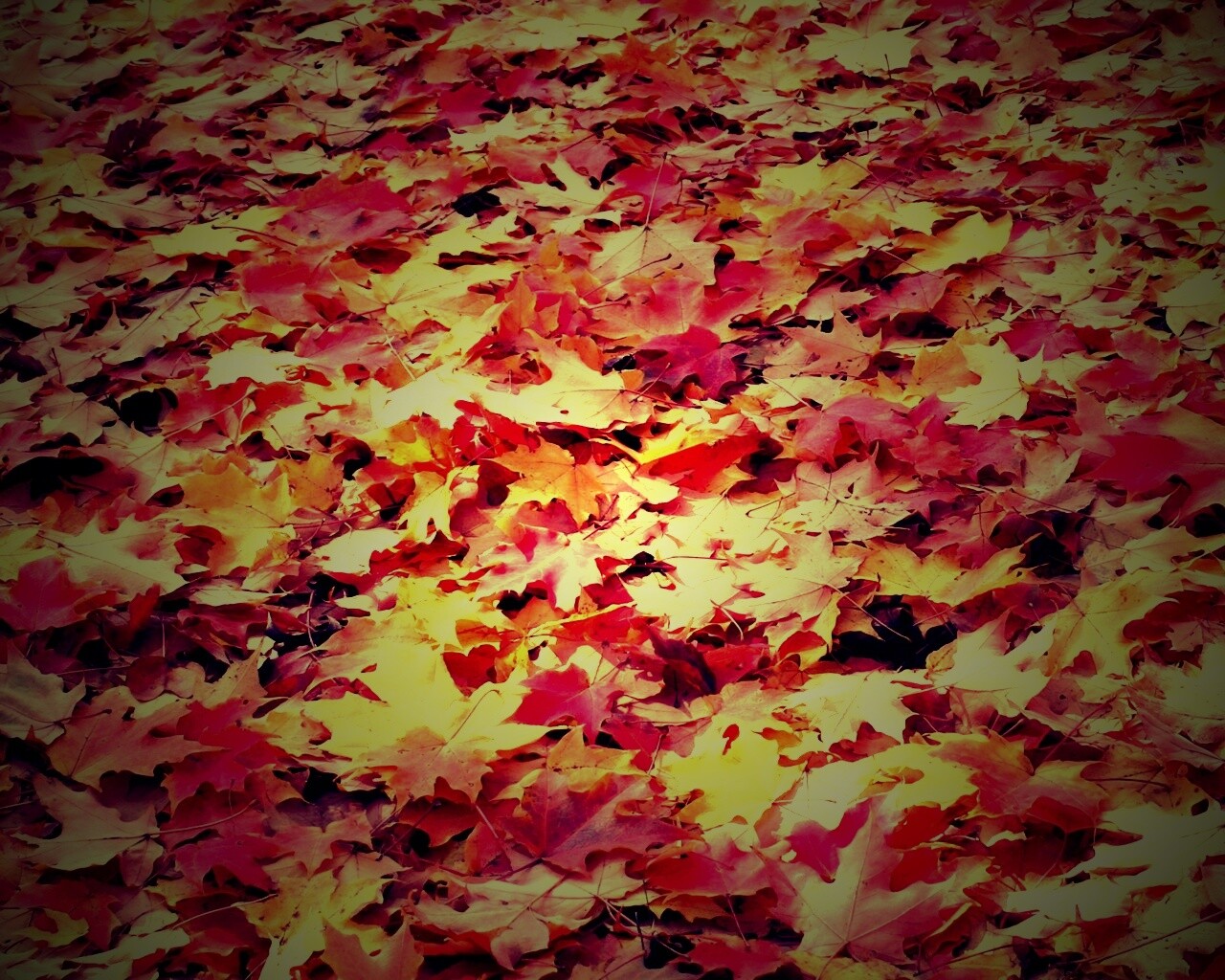 Листья клена обои