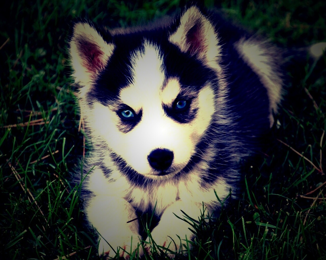 Голубоглазый щенок хаски обои