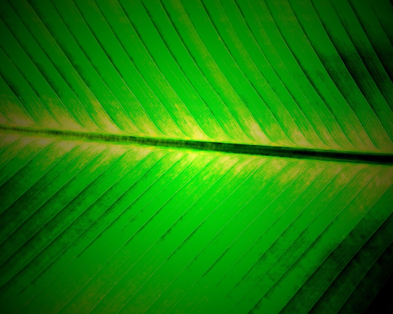 Пальмовый лист на солнце обои