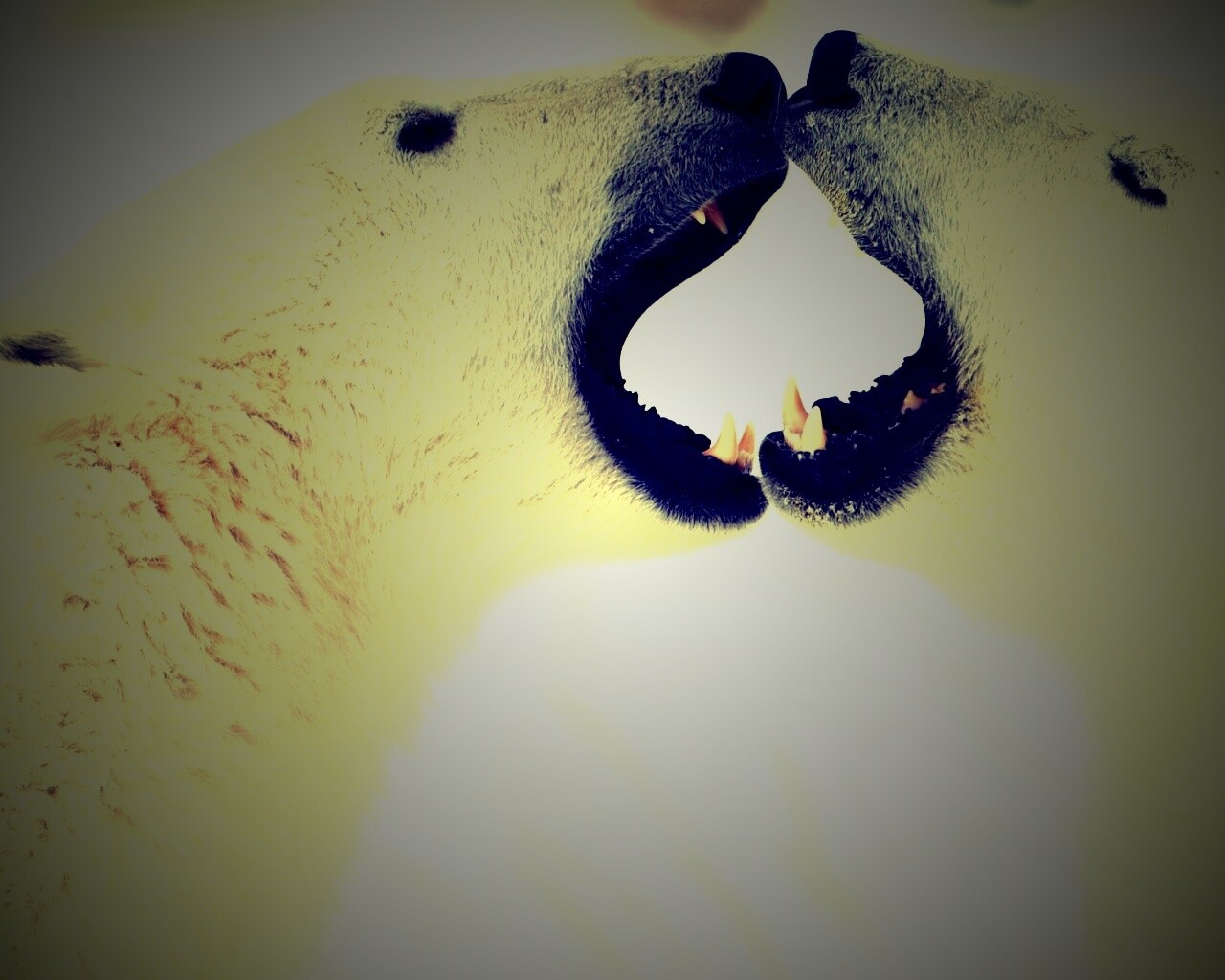 Полярные медведи обои