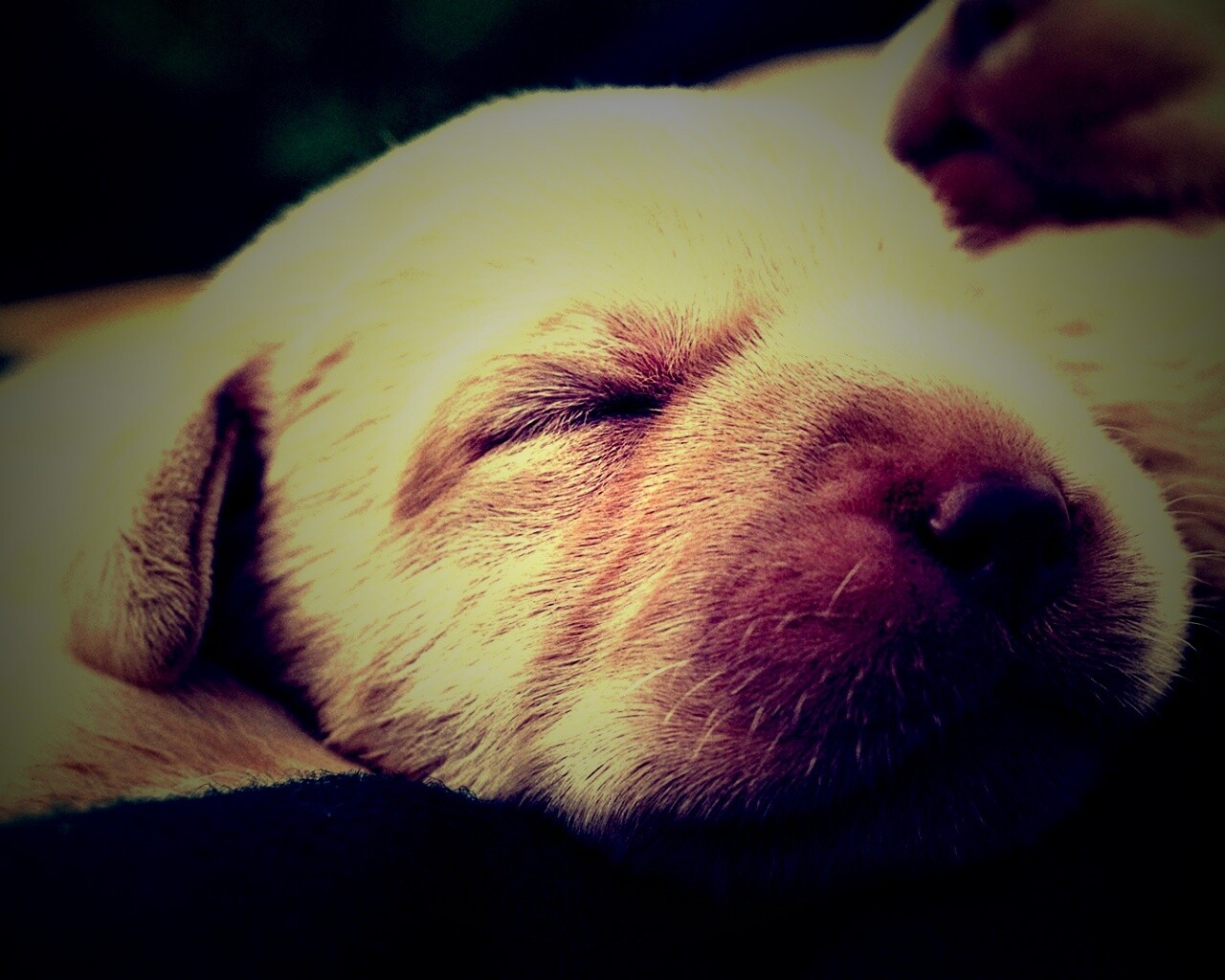 Мордочки симпатичных щенков обои