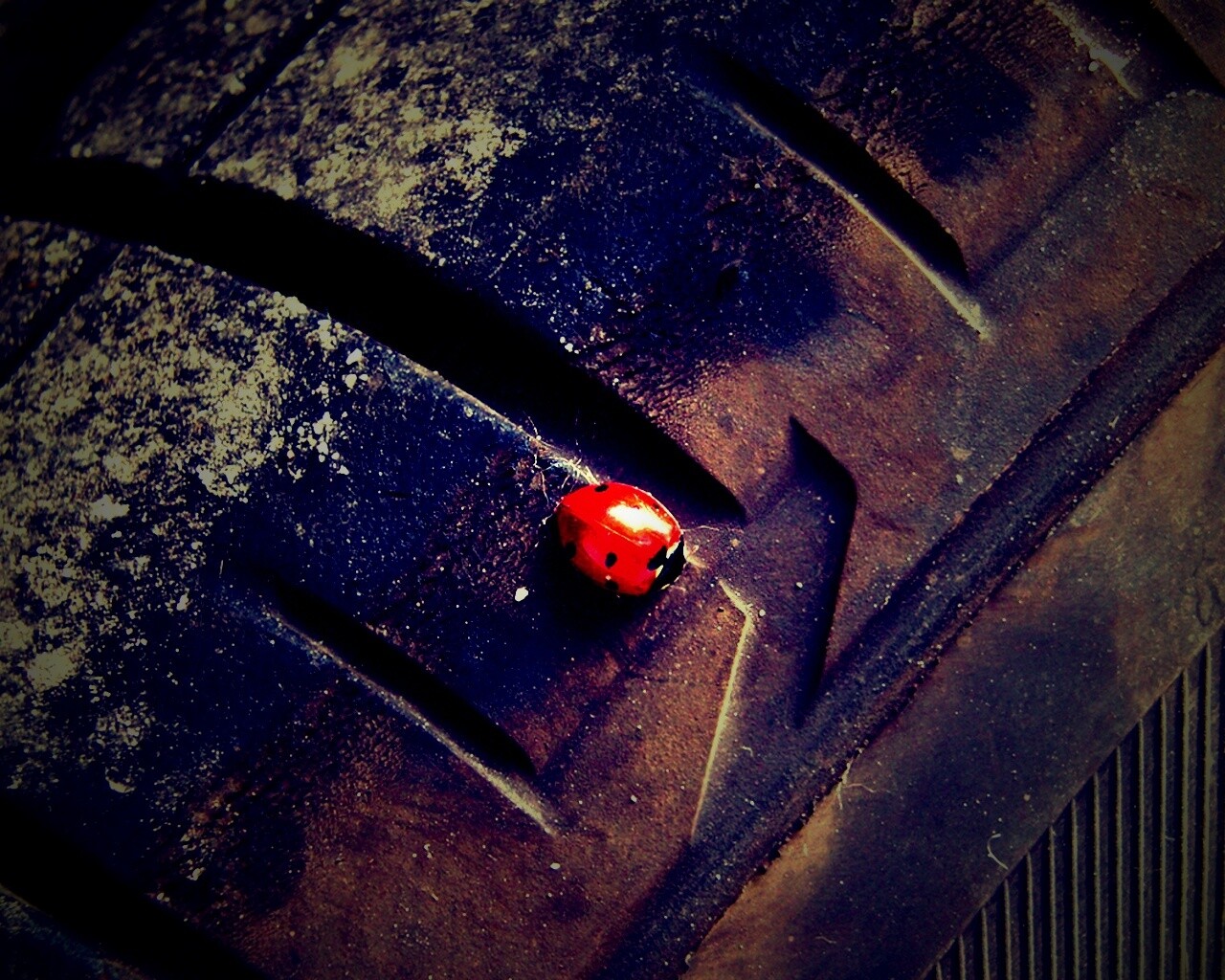 Божья коровка на автомобильной покрышке обои