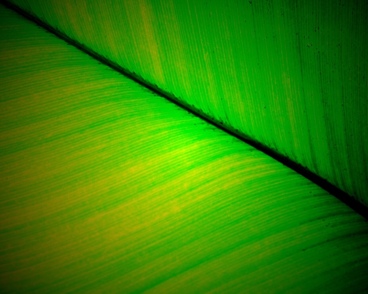 Зеленый лист обои