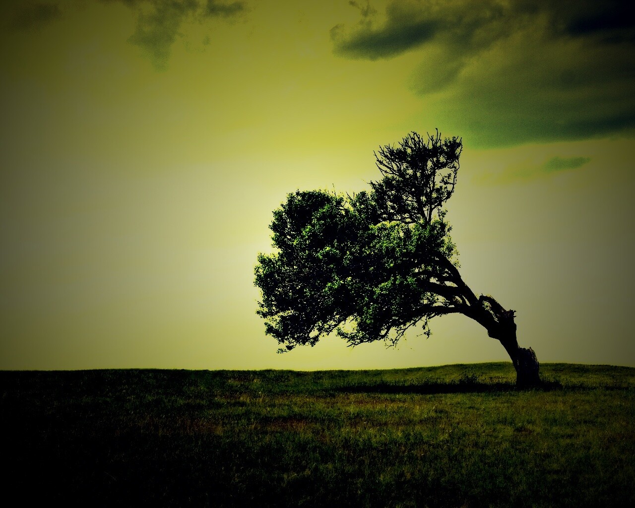 Склоненное дерево обои