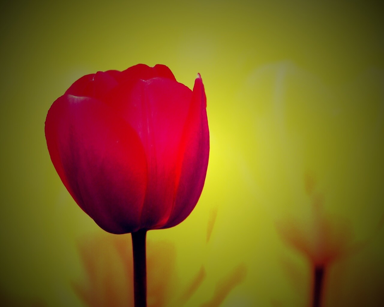 Красный тюльпан обои