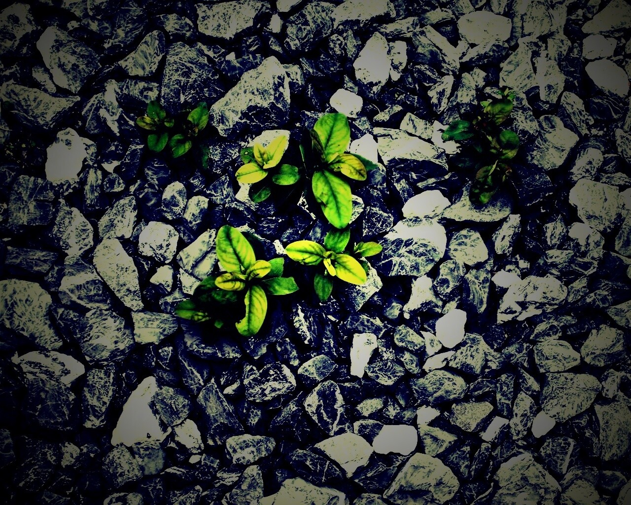 Цветы среди камней обои