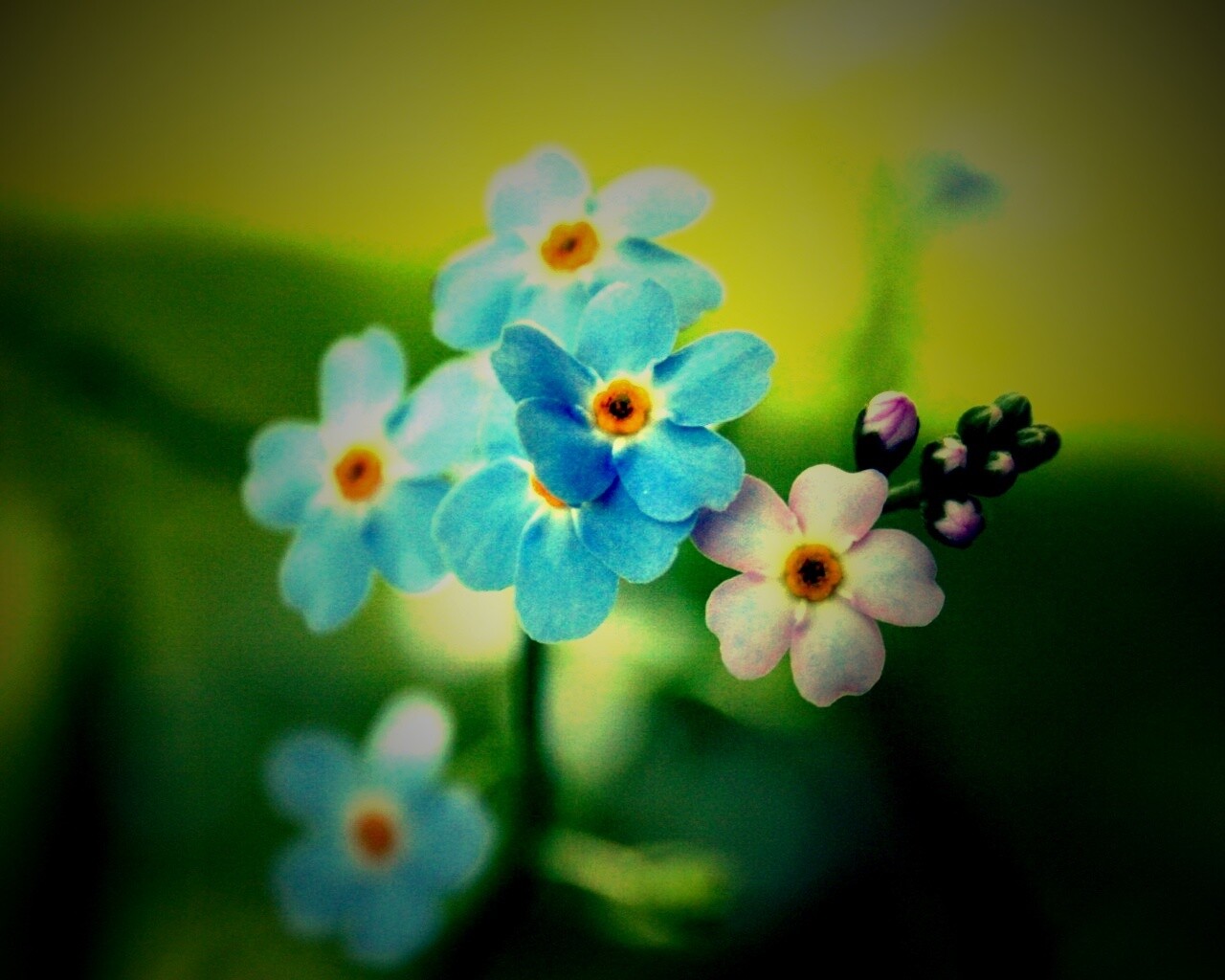 Обои цветов обои