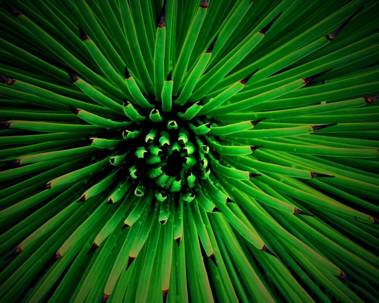 Хищный цветок обои