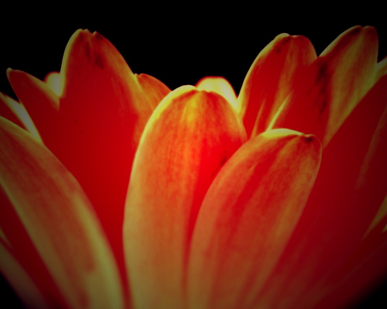 Цветочные лепестки обои