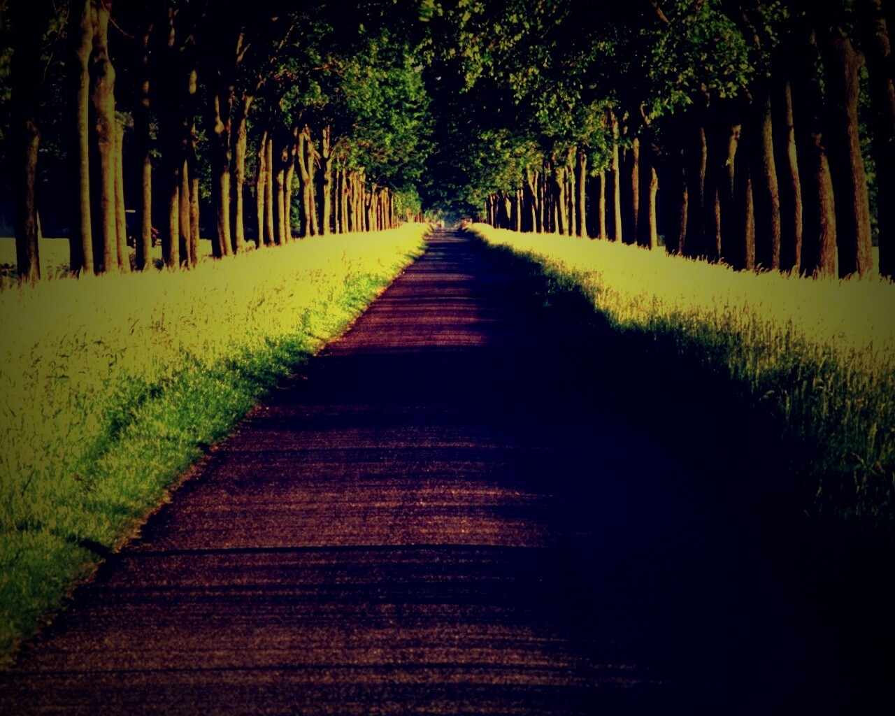 Живописная аллея обои