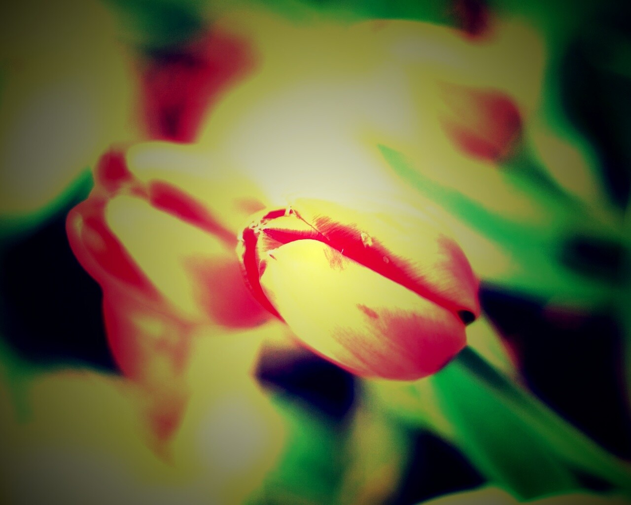 Красивый тюльпан обои