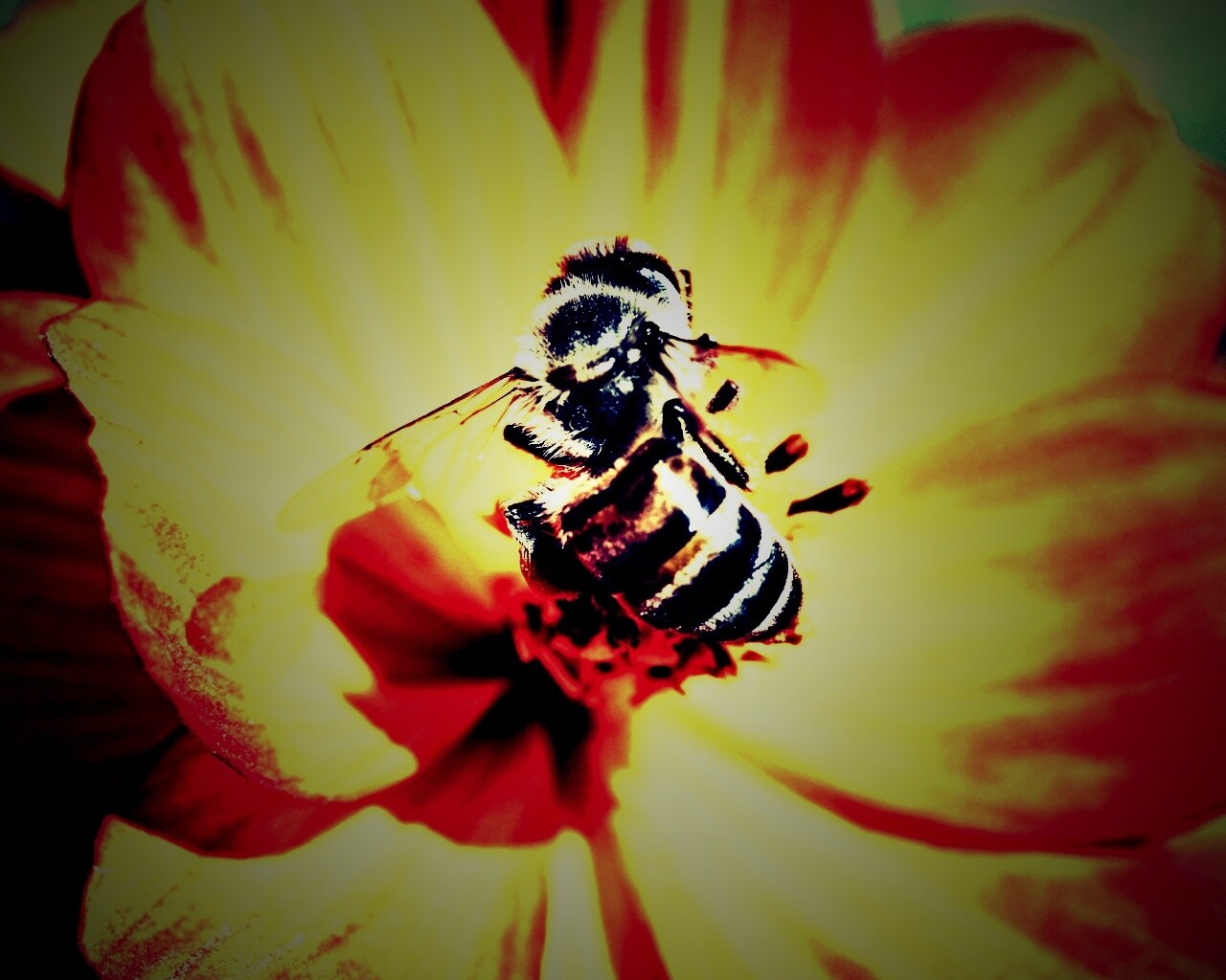 Пчела на цветке обои