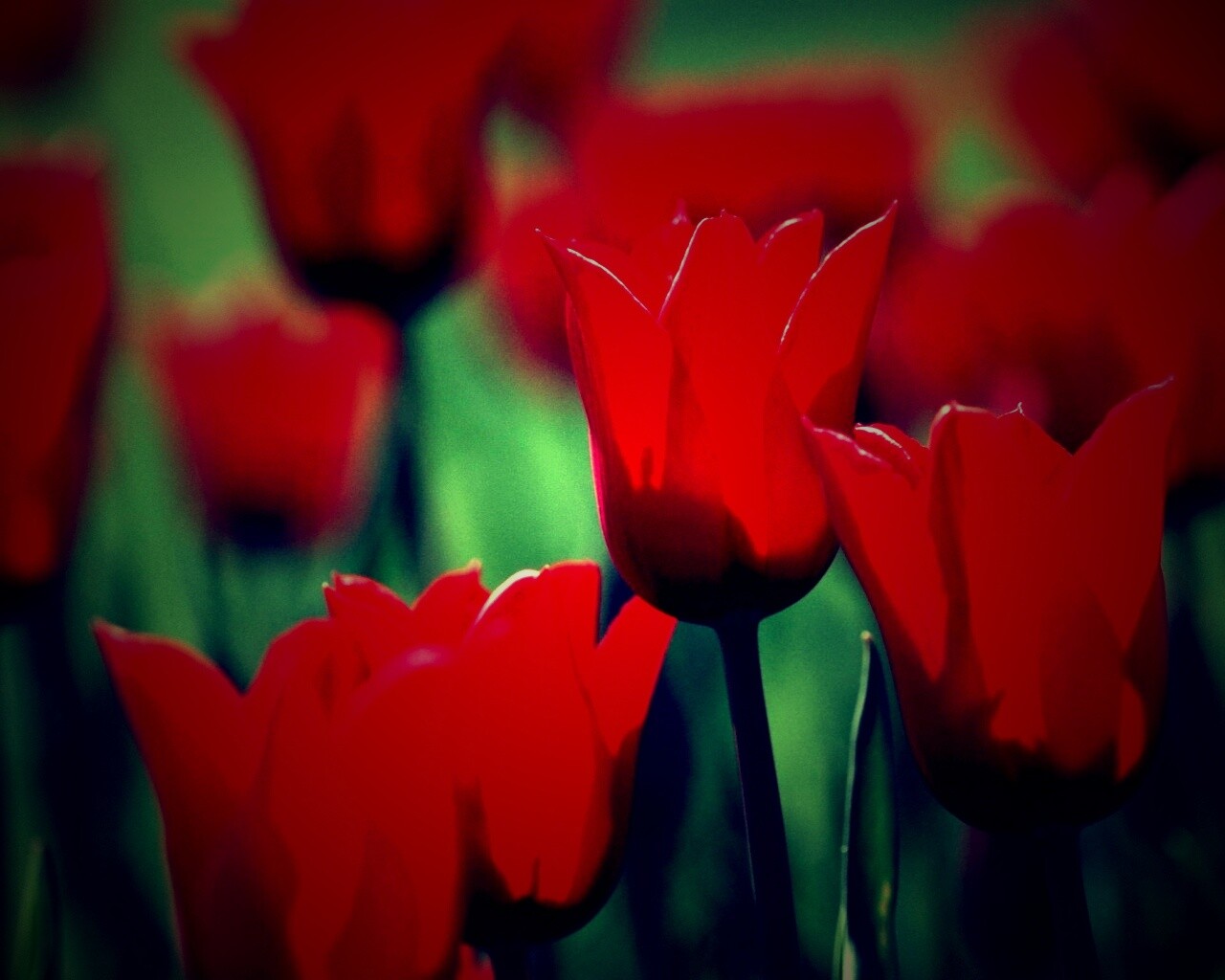 Красные цветы обои