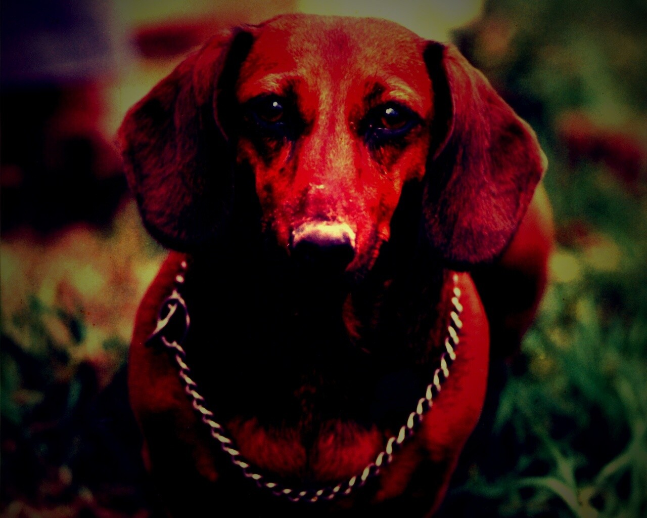 Рыжая такса обои