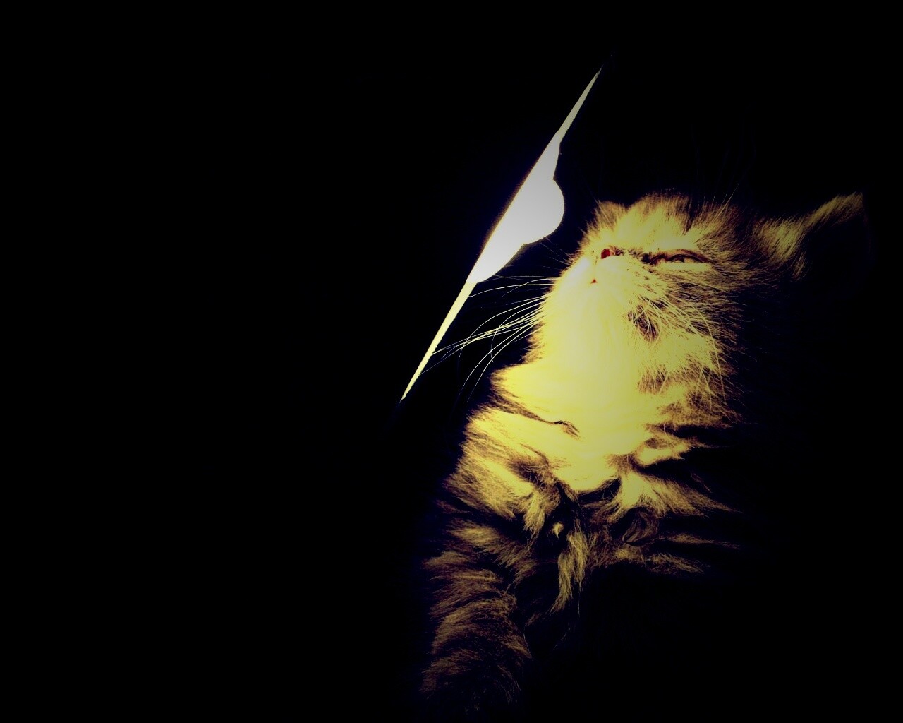 Котя на свету обои