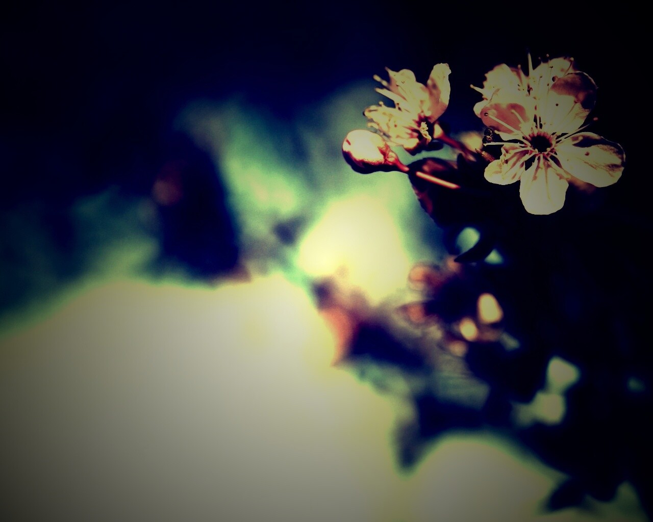 Цветок вишни обои