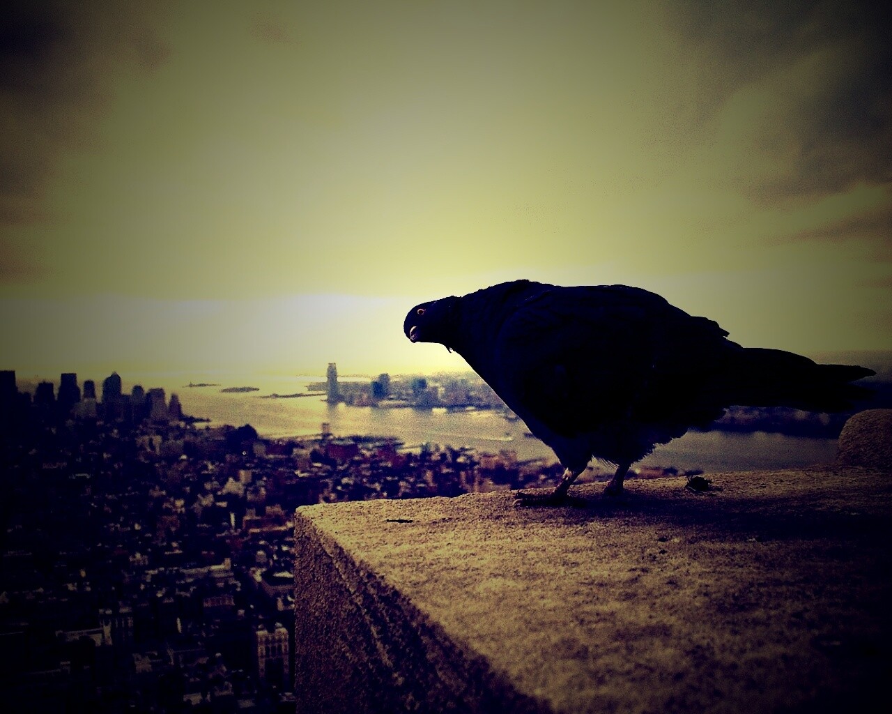 Любознательный голубь обои