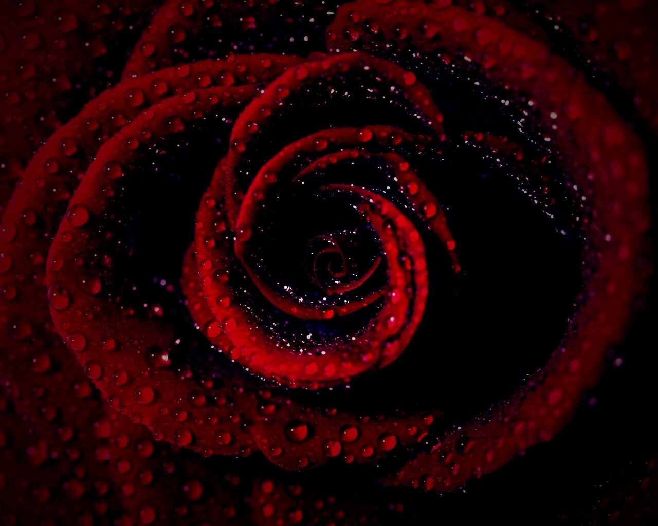 Красная роза обои