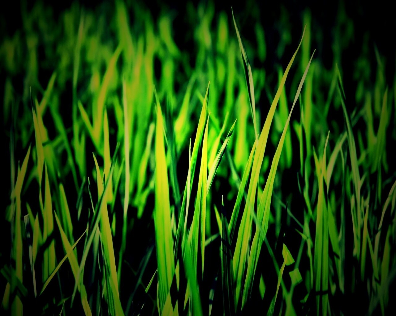 Яркая сочная трава обои