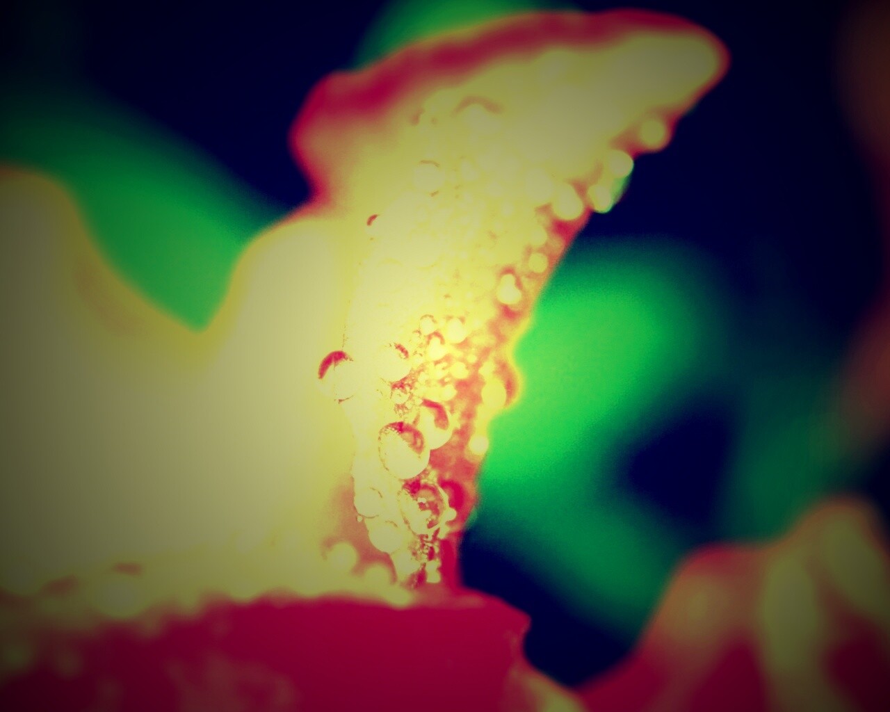 Капли росы на лепестке обои