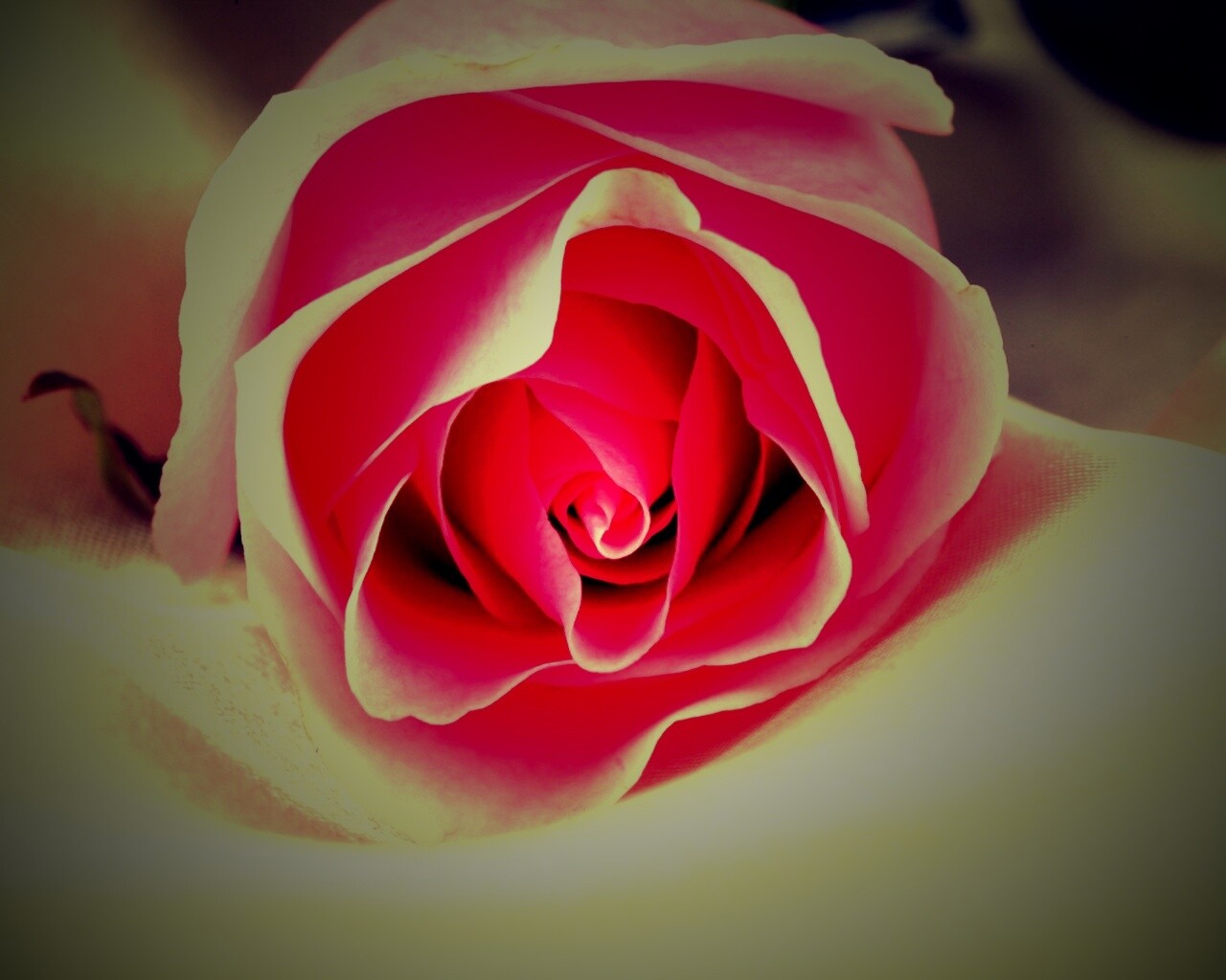 Нежная роза обои