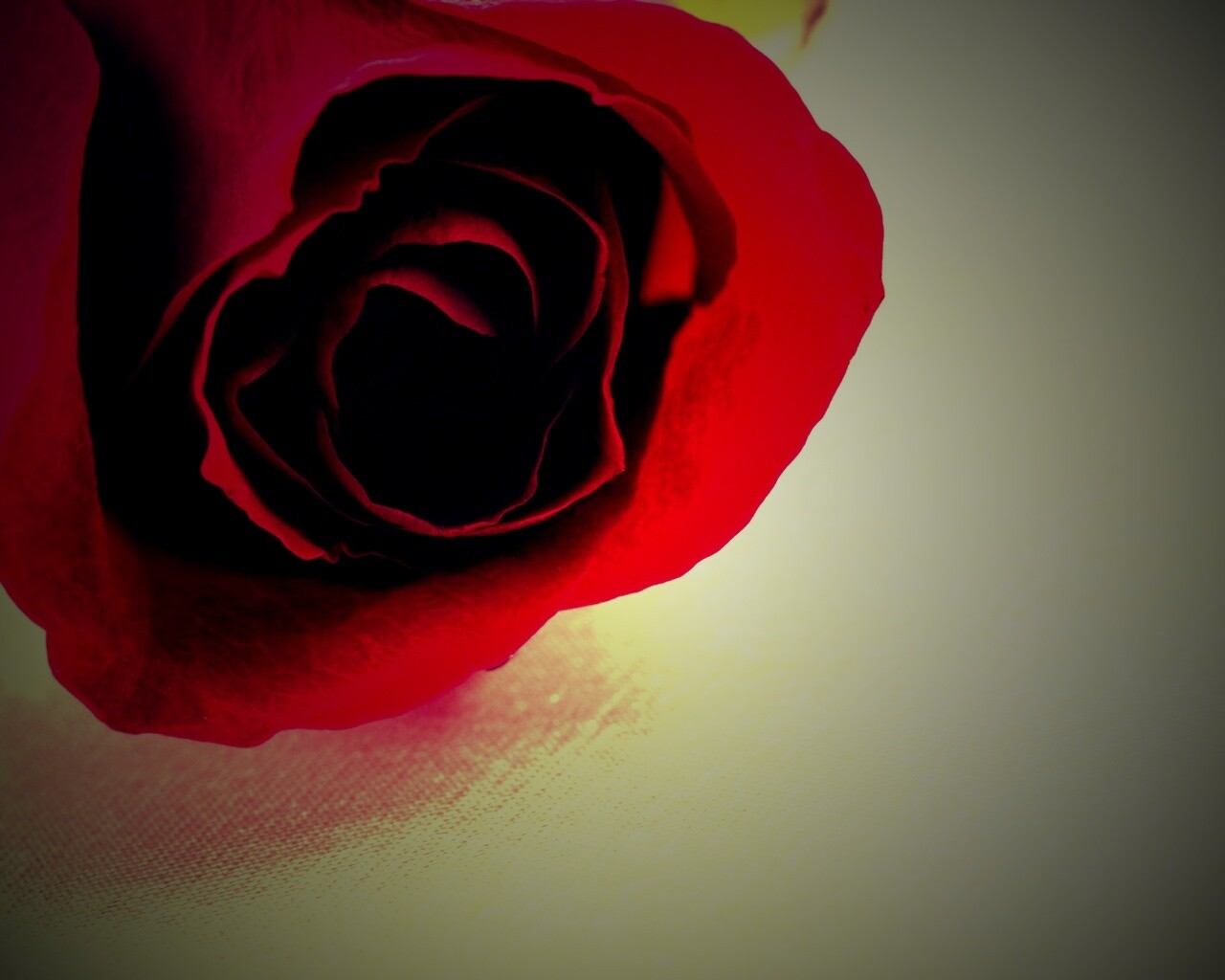 Красная роза обои