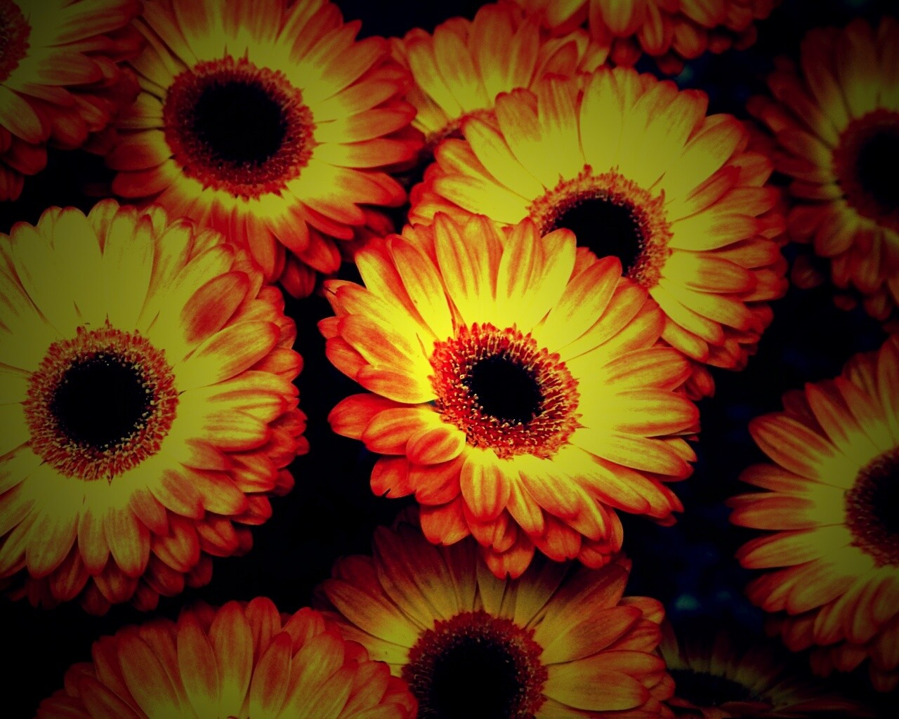Желтые герберы обои
