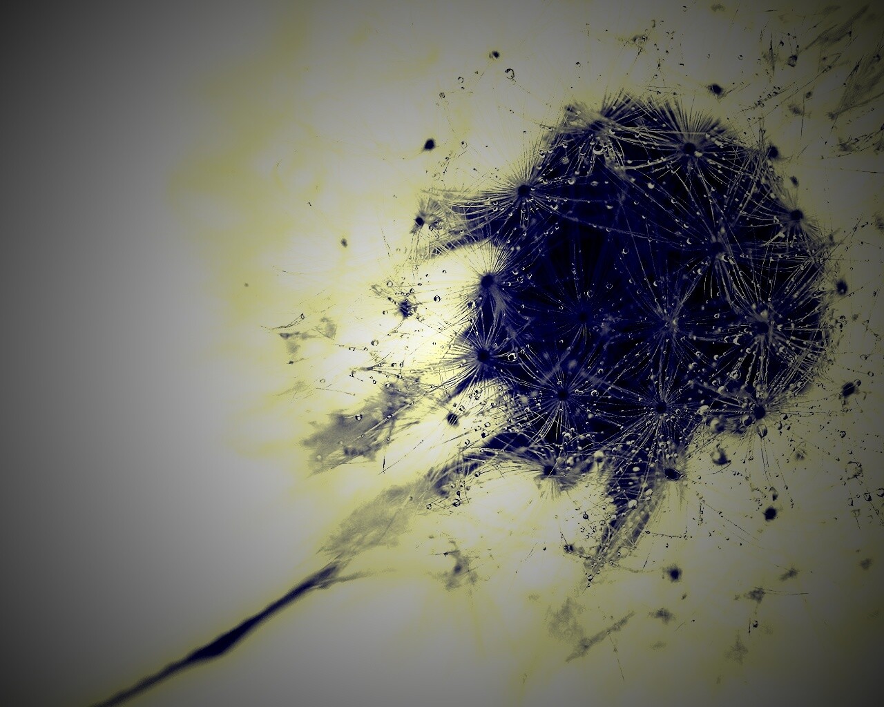 Одуванчик  обои