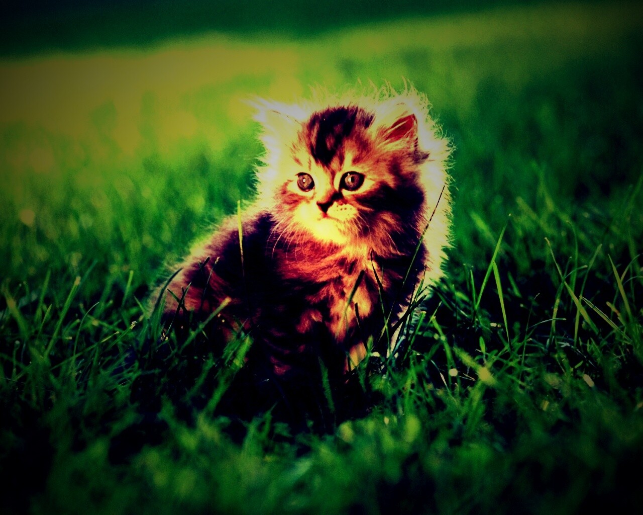 Пушистый котенок в траве обои