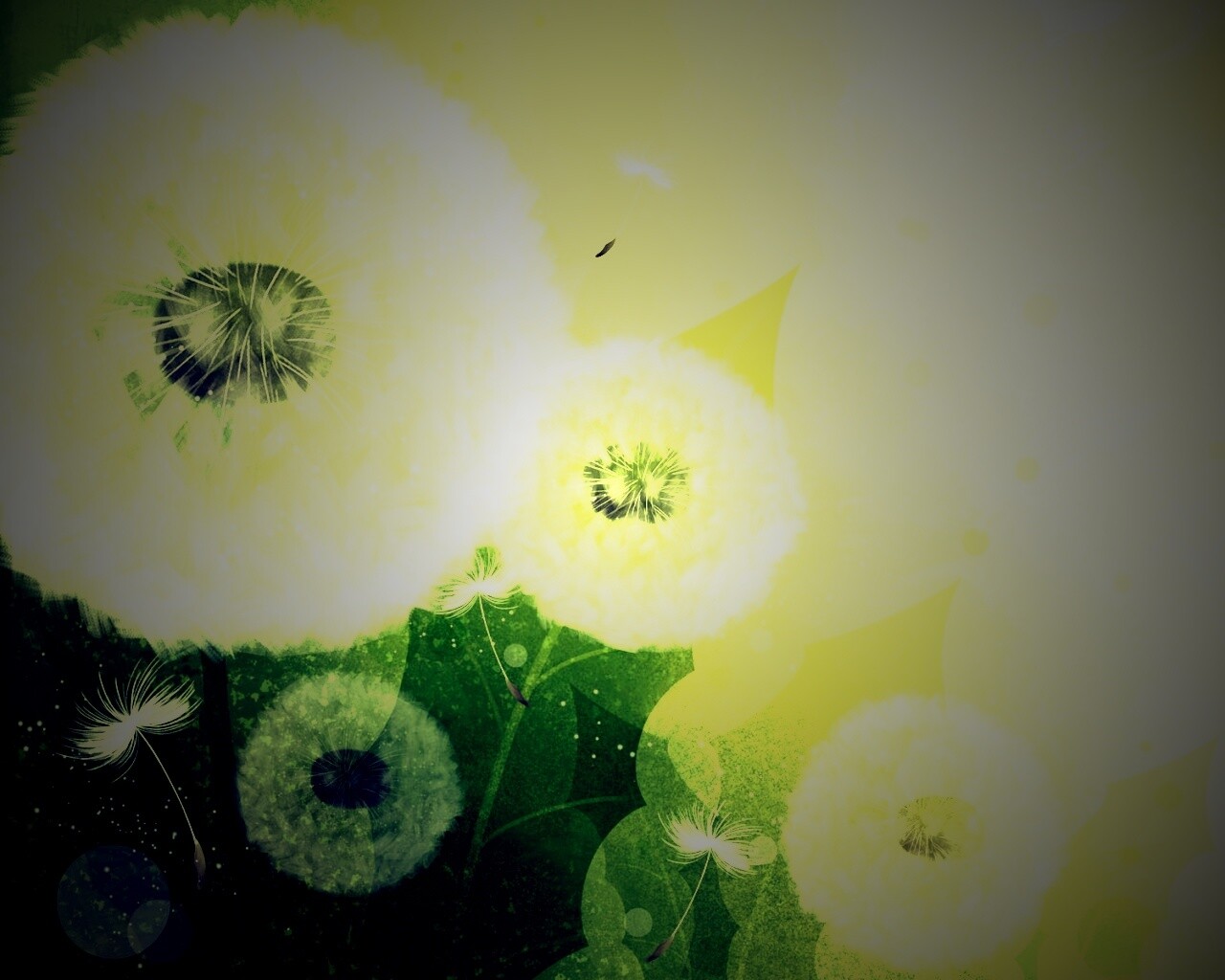 Одуванчики обои