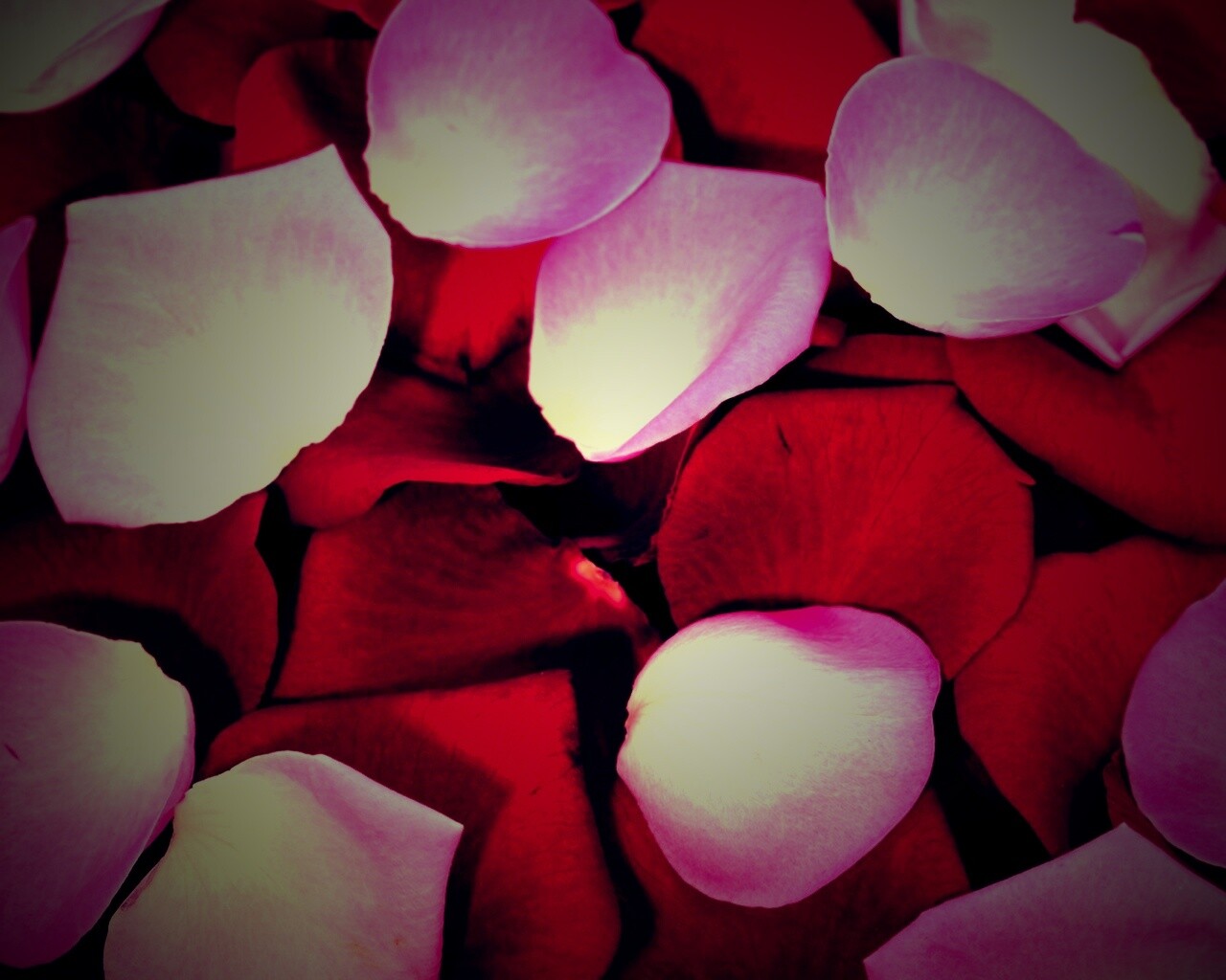 Розовые и красные лепестки обои